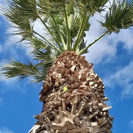 Apartment Monis Rooms,apartment Holidays Green Tenerife Playa San Marcos Icod De Los Vinos